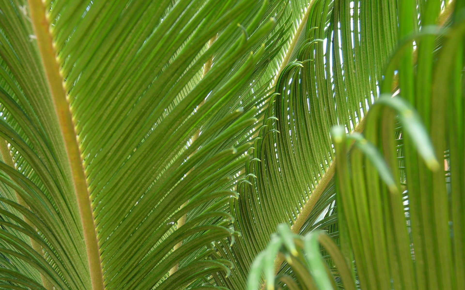 Fonds d'cran Nature Feuilles - Feuillages Feuilles cycas