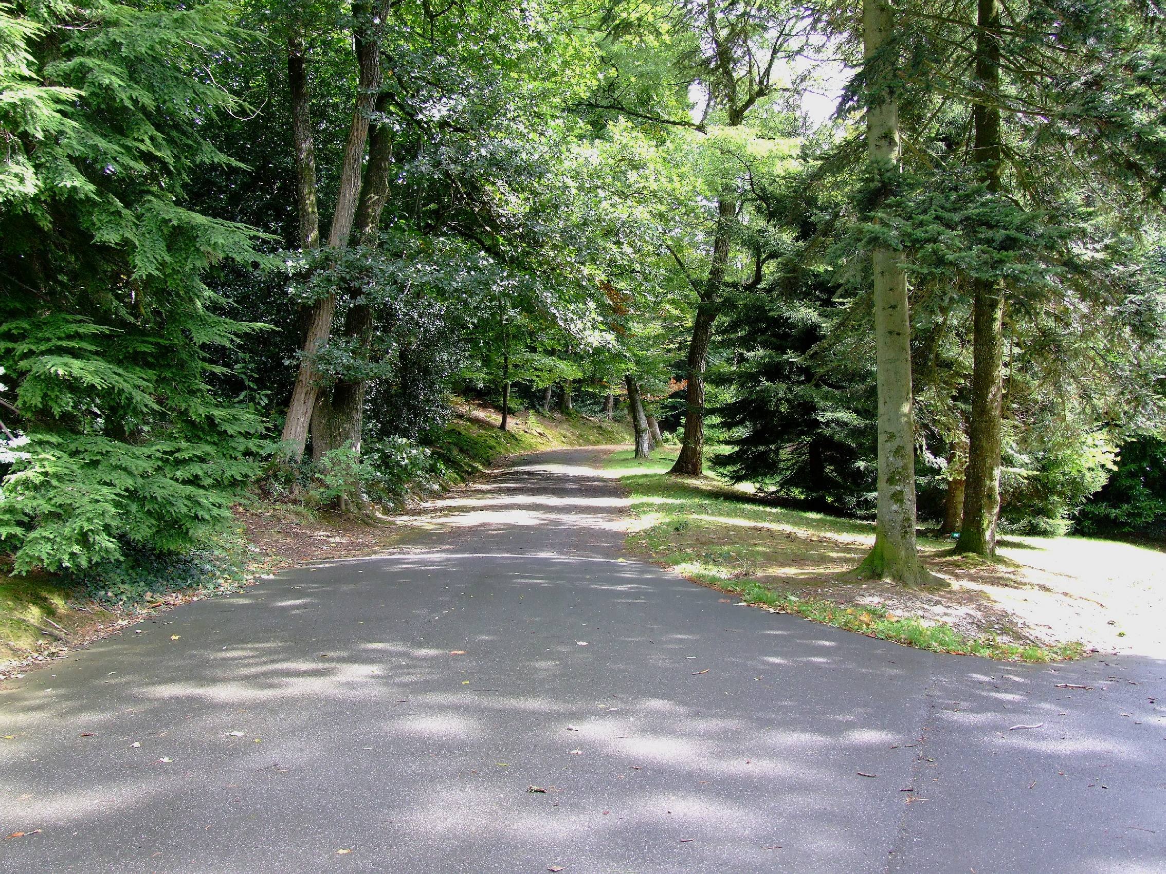 Wallpapers Nature Trees - Forests entre du domaine