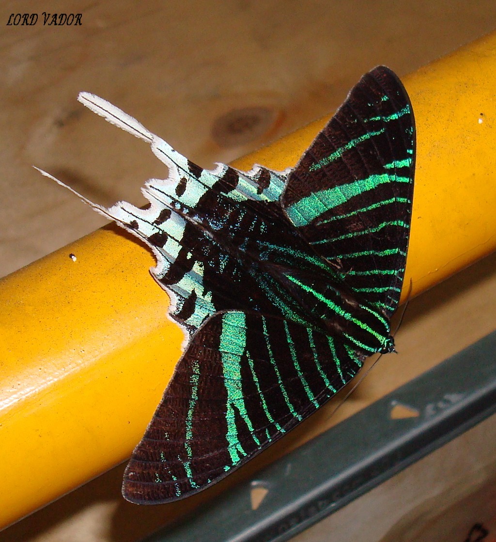 Fonds d'cran Animaux Insectes - Papillons 