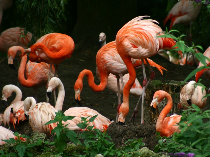 Wallpapers Animals Birds - Flamingos Zoo de Beauval...dept...Loir et Cher