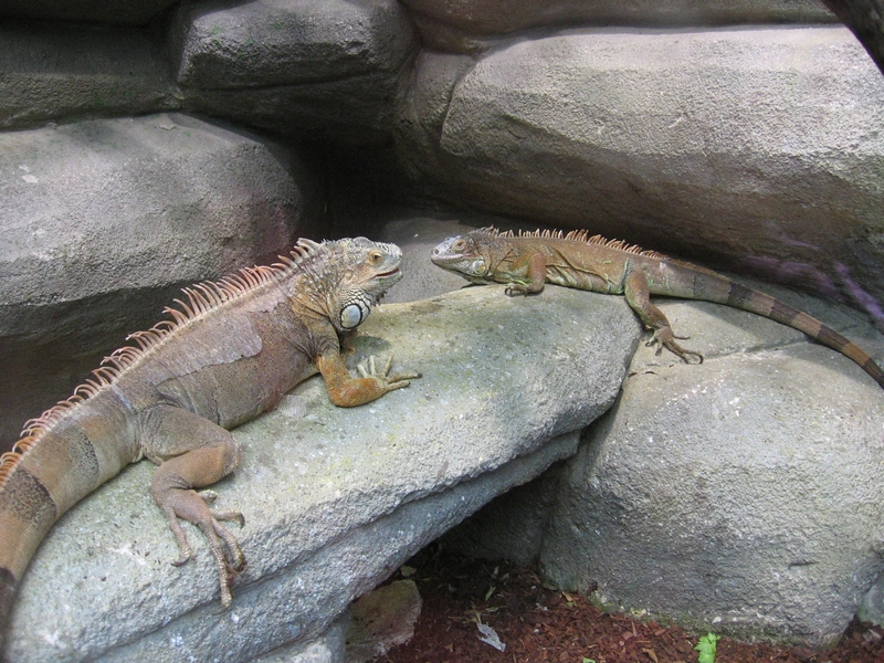 Fonds d'cran Animaux Iguanes Zoo de Beauval...dept...Loir et Cher