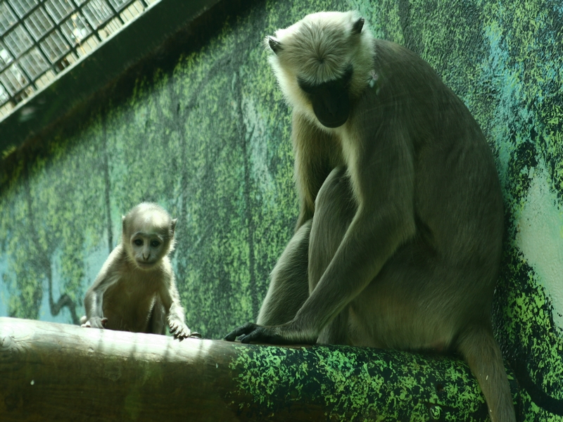 Fonds d'cran Animaux Singes Zoo de Beauval...dept...Loir et Cher