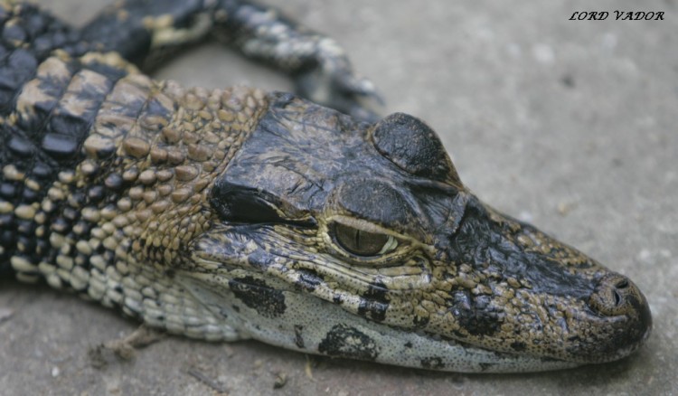 Fonds d'cran Animaux Crocodiles - Alligators - Camans piti crocrodile !