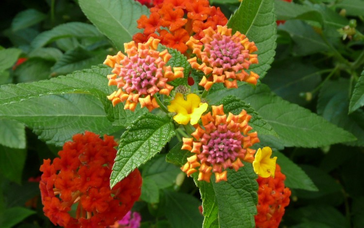 Fonds d'cran Nature Fleurs Lantanas