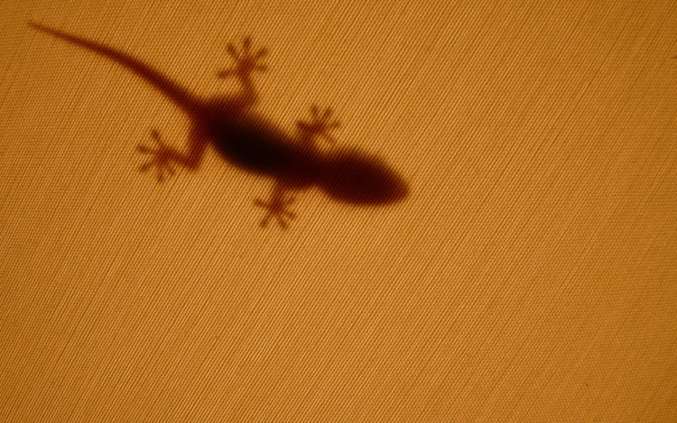 Fonds d'cran Animaux Lzards - Iguanes L'ombre chinoise du gecko