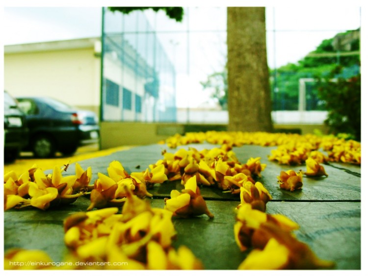 Fonds d'cran Nature Fleuves - Rivires - Torrents La Noble Jaune Fleur