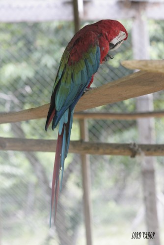 Fonds d'cran Animaux Oiseaux - Perroquets perroquet sur son perchoir