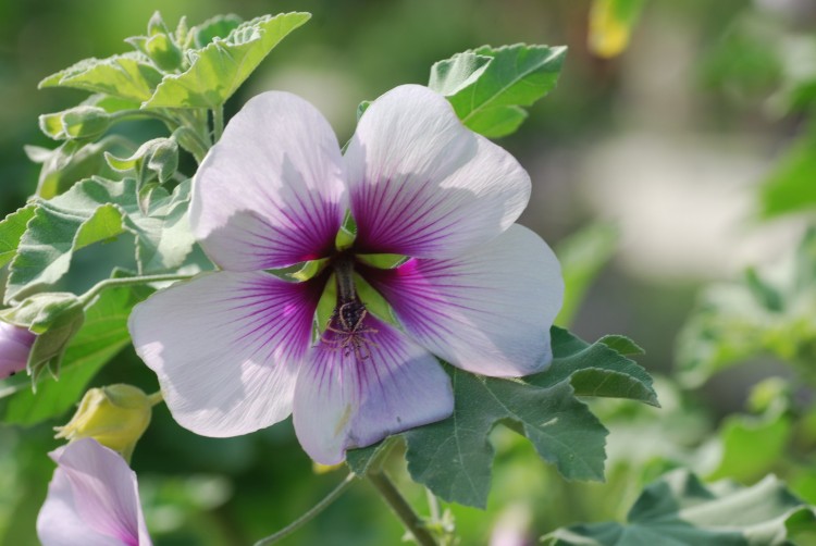 Wallpapers Nature Flowers Fleur du jardin des plantes  Paris