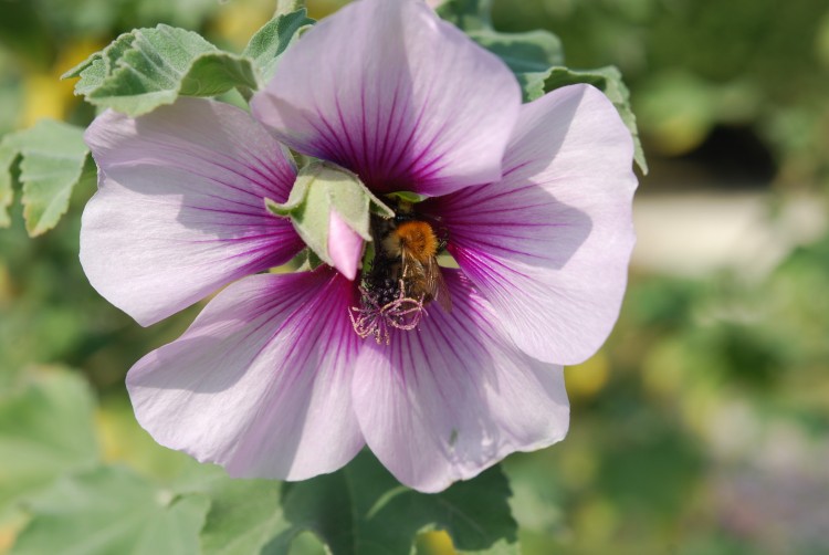 Wallpapers Nature Flowers Fleur du jardin des plantes  Paris