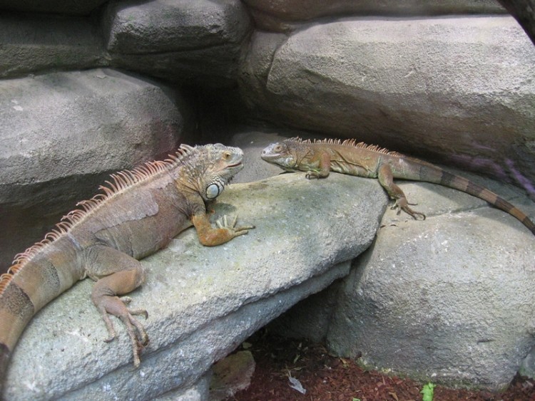 Wallpapers Animals Iguanas Zoo de Beauval...dept...Loir et Cher