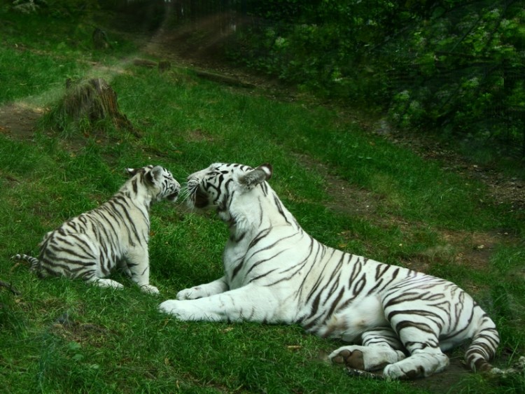 Wallpapers Animals Felines - Tigers Zoo de Beauval...dept...Loir et Cher