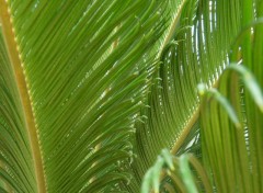 Wallpapers Nature Feuilles cycas