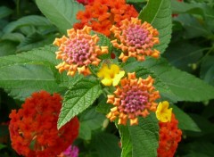 Wallpapers Nature Lantanas