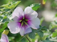 Wallpapers Nature Fleur du jardin des plantes  Paris