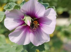 Wallpapers Nature Fleur du jardin des plantes  Paris