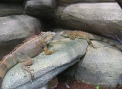 Fonds d'cran Animaux Zoo de Beauval...dept...Loir et Cher