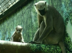 Fonds d'cran Animaux Zoo de Beauval...dept...Loir et Cher