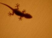 Fonds d'cran Animaux L'ombre chinoise du gecko