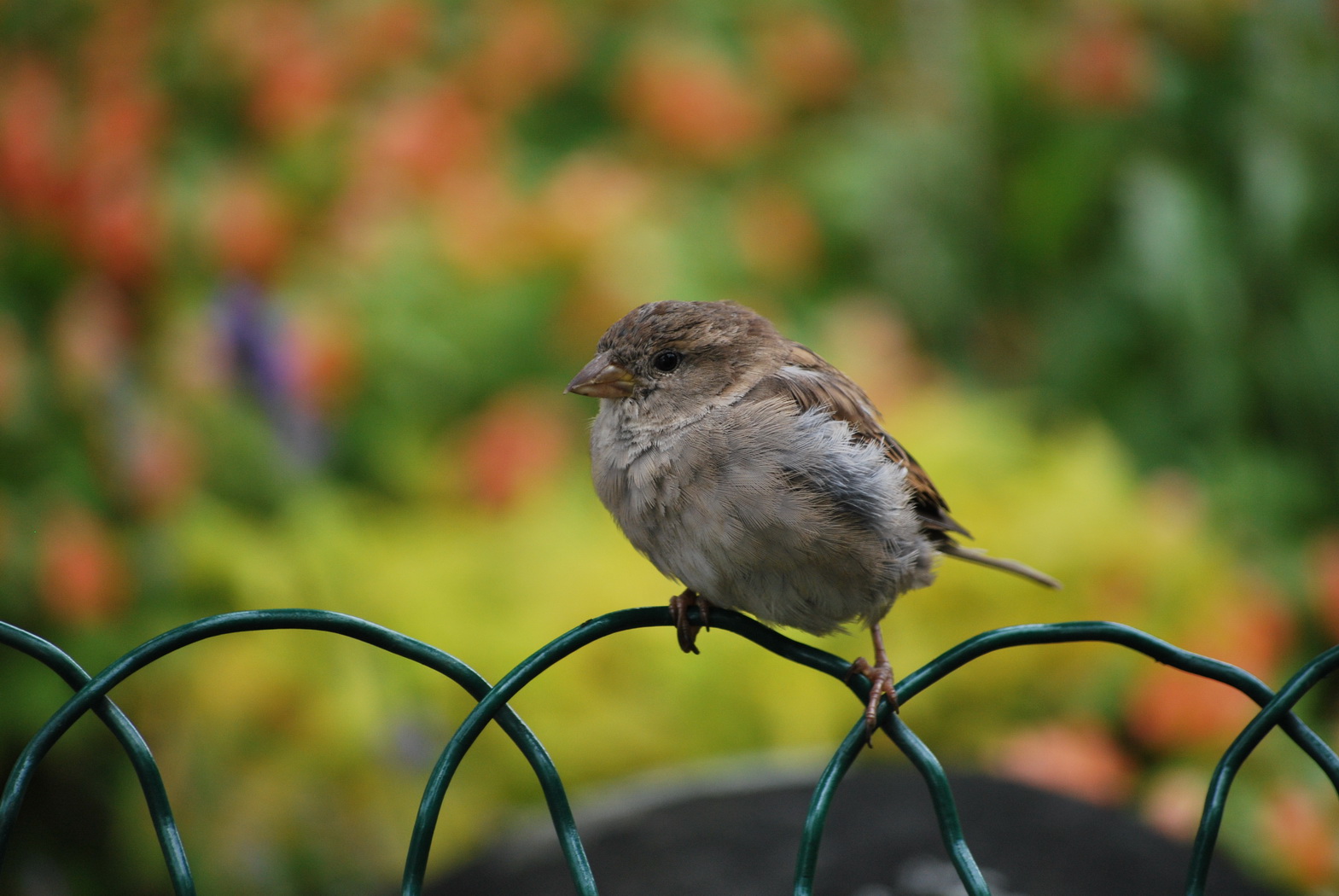 Fonds d'cran Animaux Oiseaux - Divers Petit oiseau