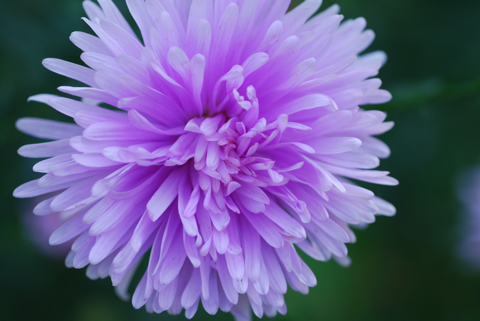 Wallpapers Nature Flowers Jardin des plantes  Paris