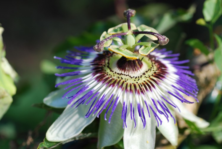 Fonds d'cran Nature Fleurs Fleur du jardin des plantes  Paris