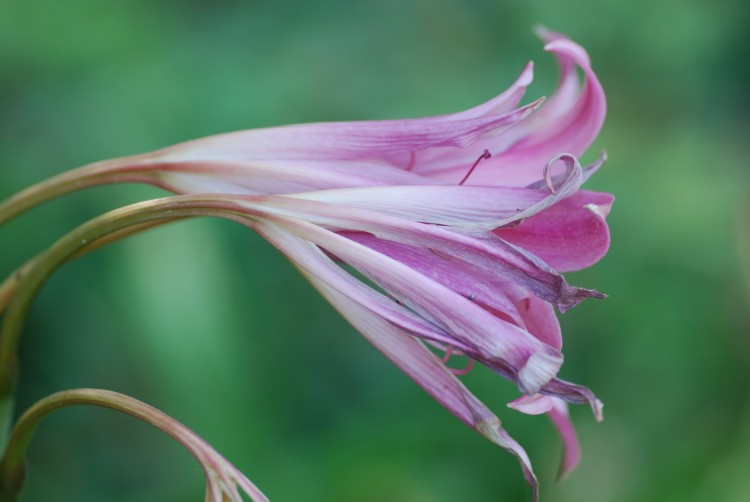 Wallpapers Nature Flowers Jardin des plantes  Paris