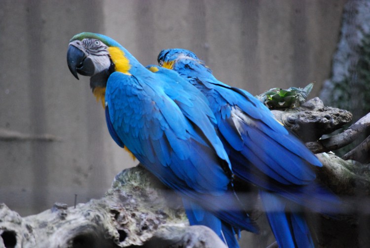 Fonds d'cran Animaux Oiseaux - Perroquets Couple de perroquets bleu