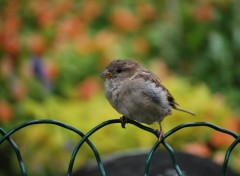 Fonds d'cran Animaux Petit oiseau