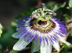 Wallpapers Nature Fleur du jardin des plantes  Paris