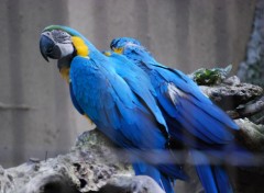 Fonds d'cran Animaux Couple de perroquets bleu