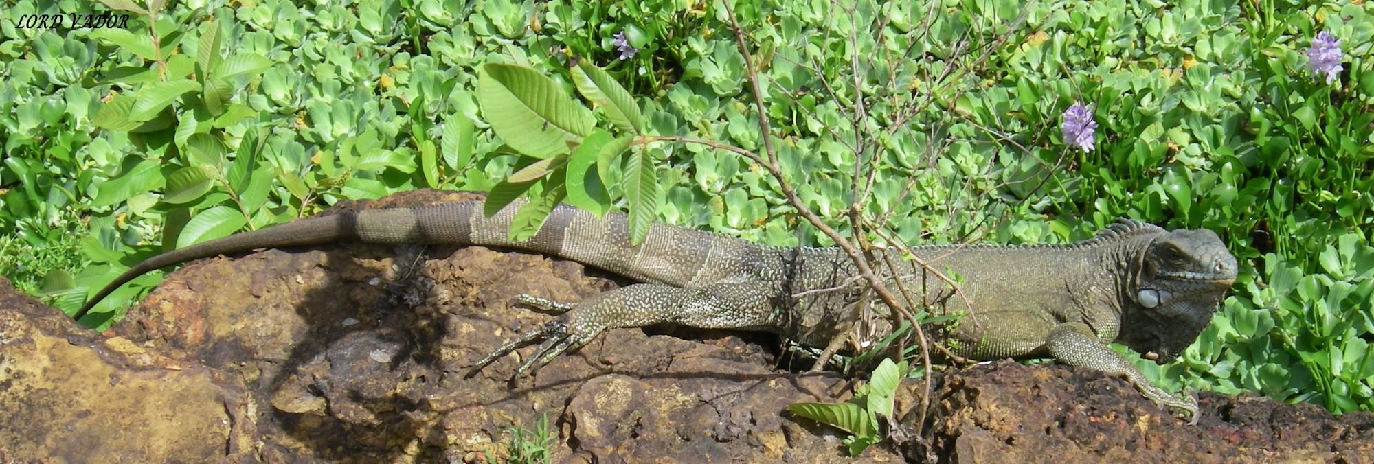 Fonds d'cran Animaux Lzards - Iguanes 