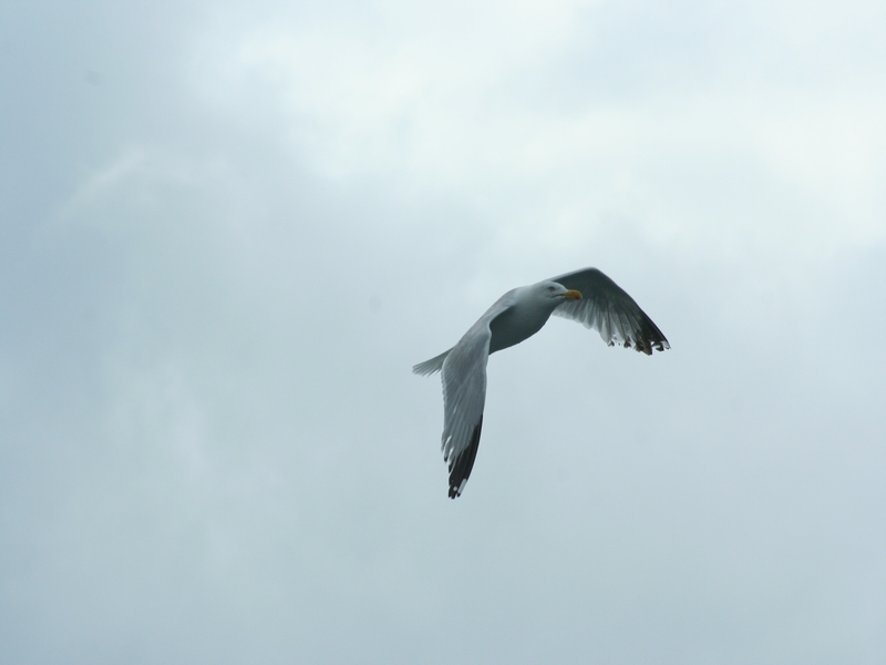 Wallpapers Animals Birds - Gulls 