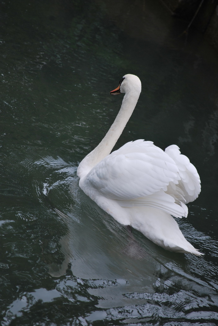 Fonds d'cran Animaux Oiseaux - Cygnes Cygne