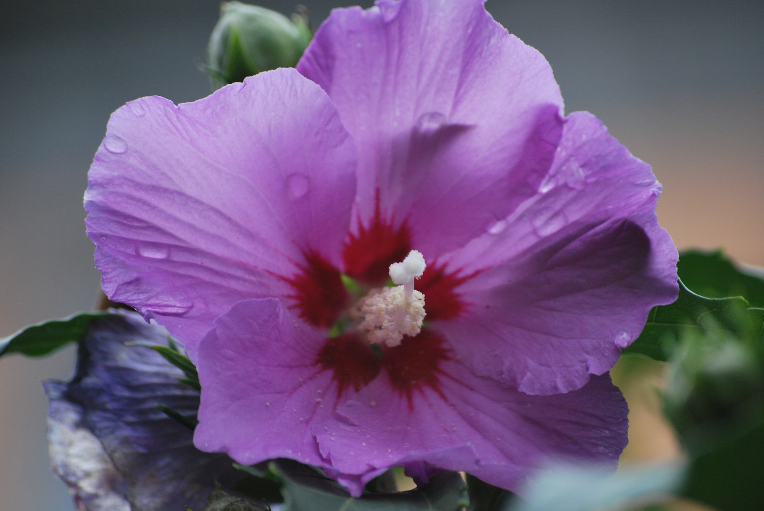 Fonds d'cran Nature Fleurs fleur