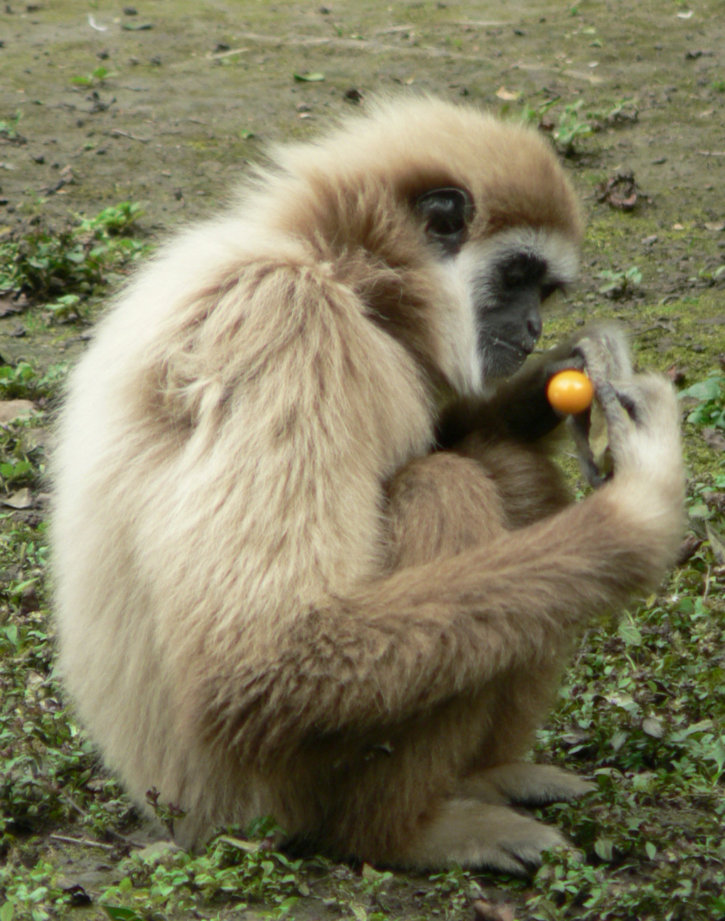 Wallpapers Animals Monkeys Gibbon au fruit