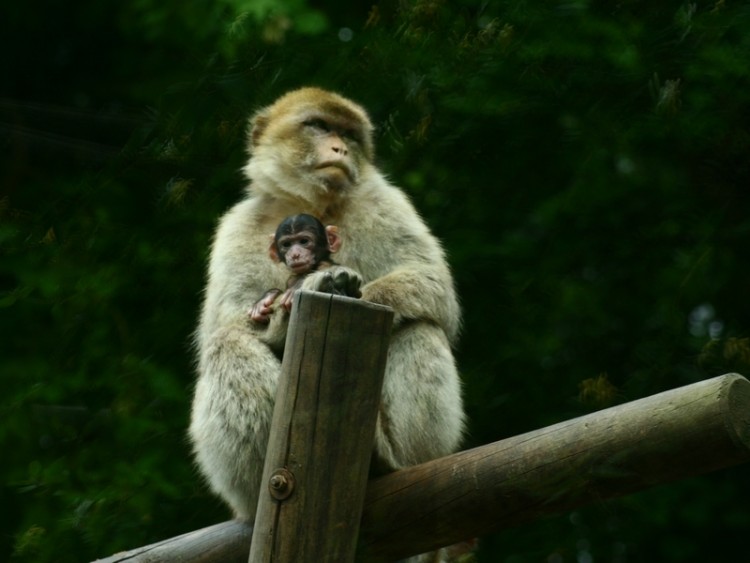 Wallpapers Animals Monkeys Zoo de Beauval...dept...Loir et Cher