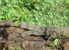 Fonds d'cran Animaux Image sans titre N213816