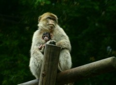 Fonds d'cran Animaux Zoo de Beauval...dept...Loir et Cher