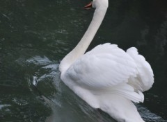 Fonds d'cran Animaux Cygne