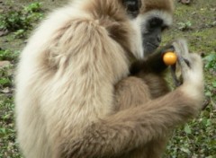 Wallpapers Animals Gibbon au fruit