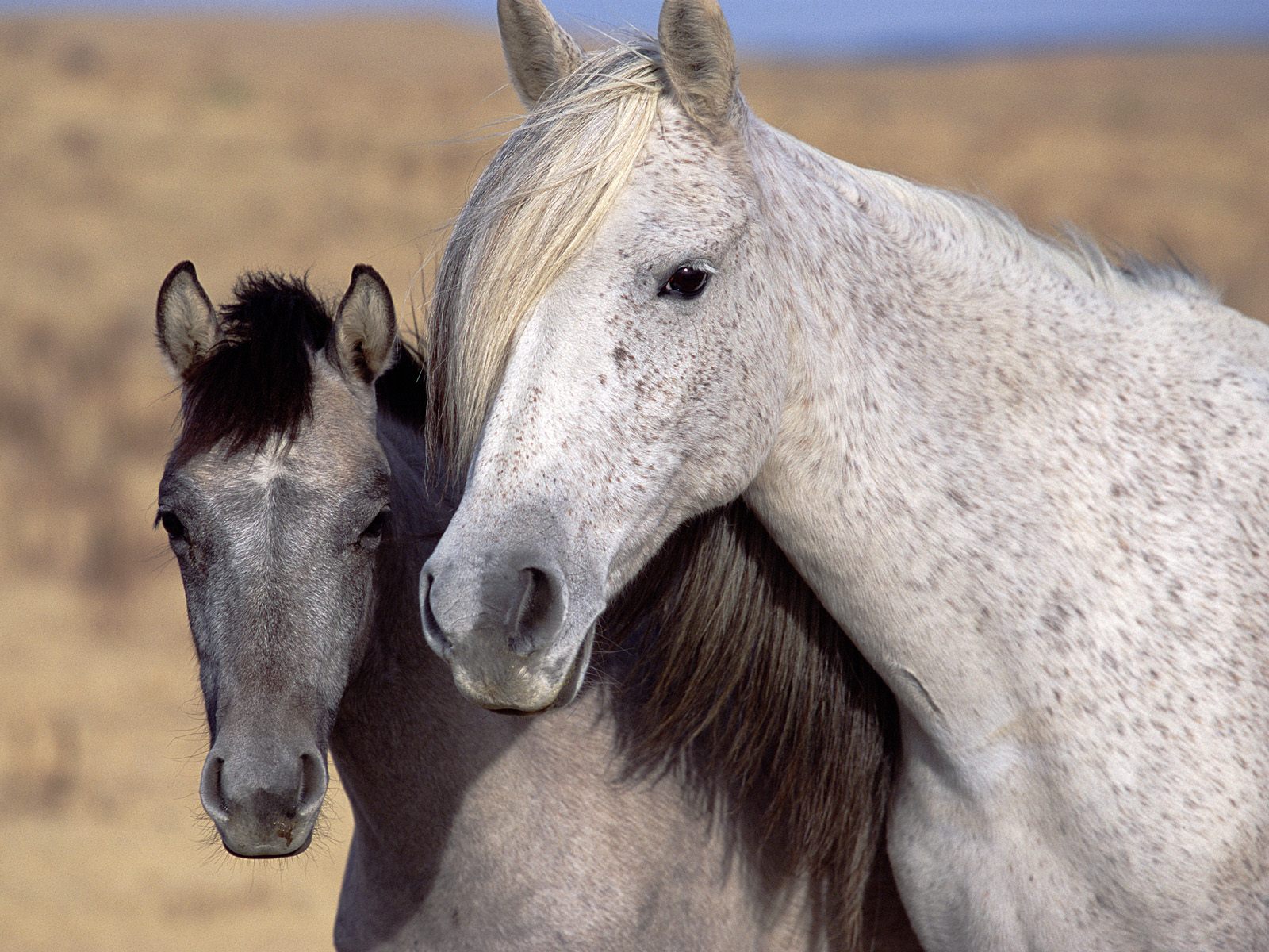 Wallpapers Animals Horses Une jument et son poulain