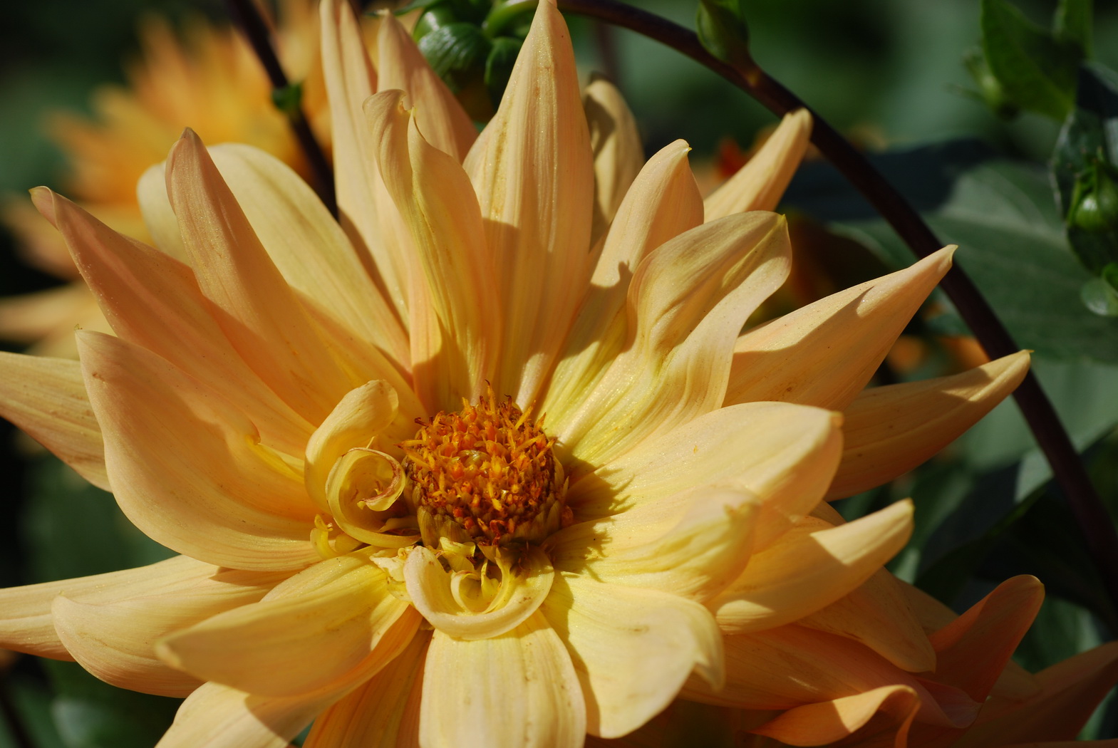 Fonds d'cran Nature Fleurs Jardin du Luxembourg, Paris