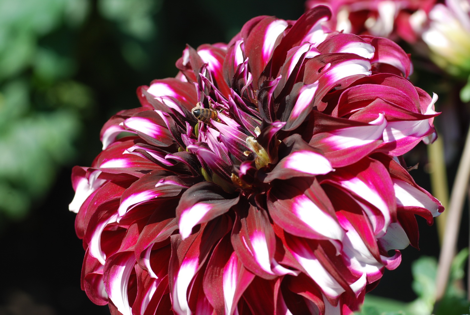 Fonds d'cran Nature Fleurs Jardin du Luxembourg, Paris