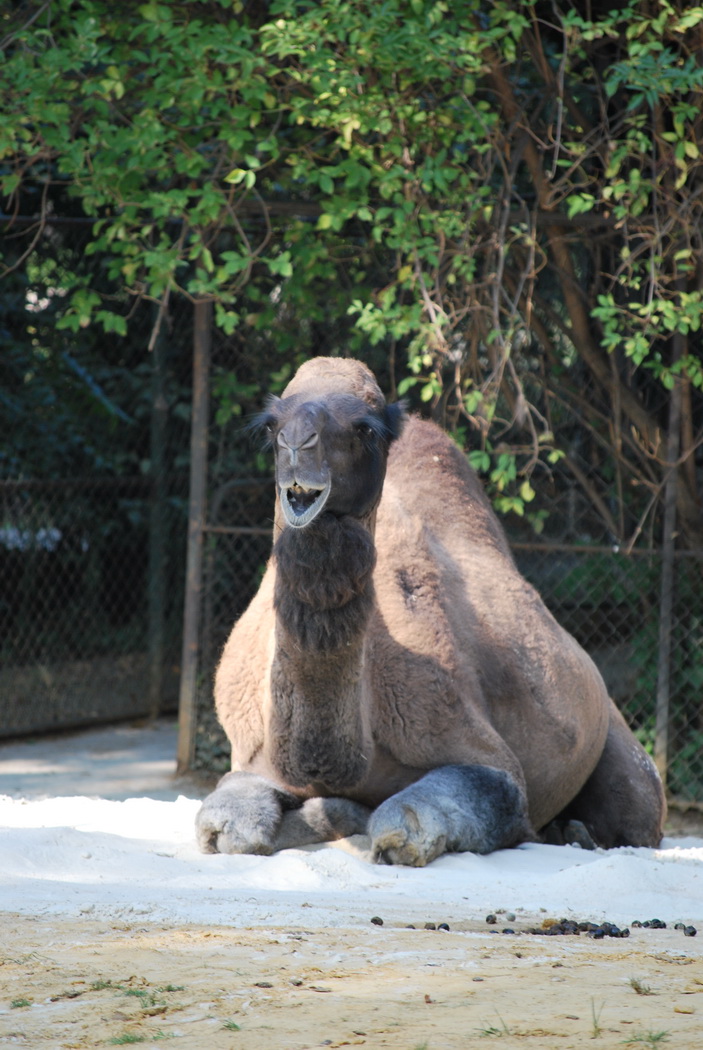 Wallpapers Animals Dromedaries - Camels Dromadaire