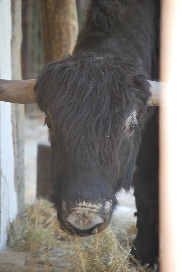 Wallpapers Animals Buffalo Buffle