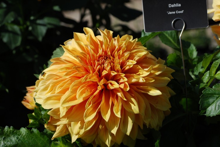 Wallpapers Nature Flowers Jardin du Luxembourg, Paris