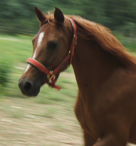 Fonds d'cran Animaux Chevaux Shebaz