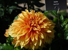 Wallpapers Nature Jardin du Luxembourg, Paris