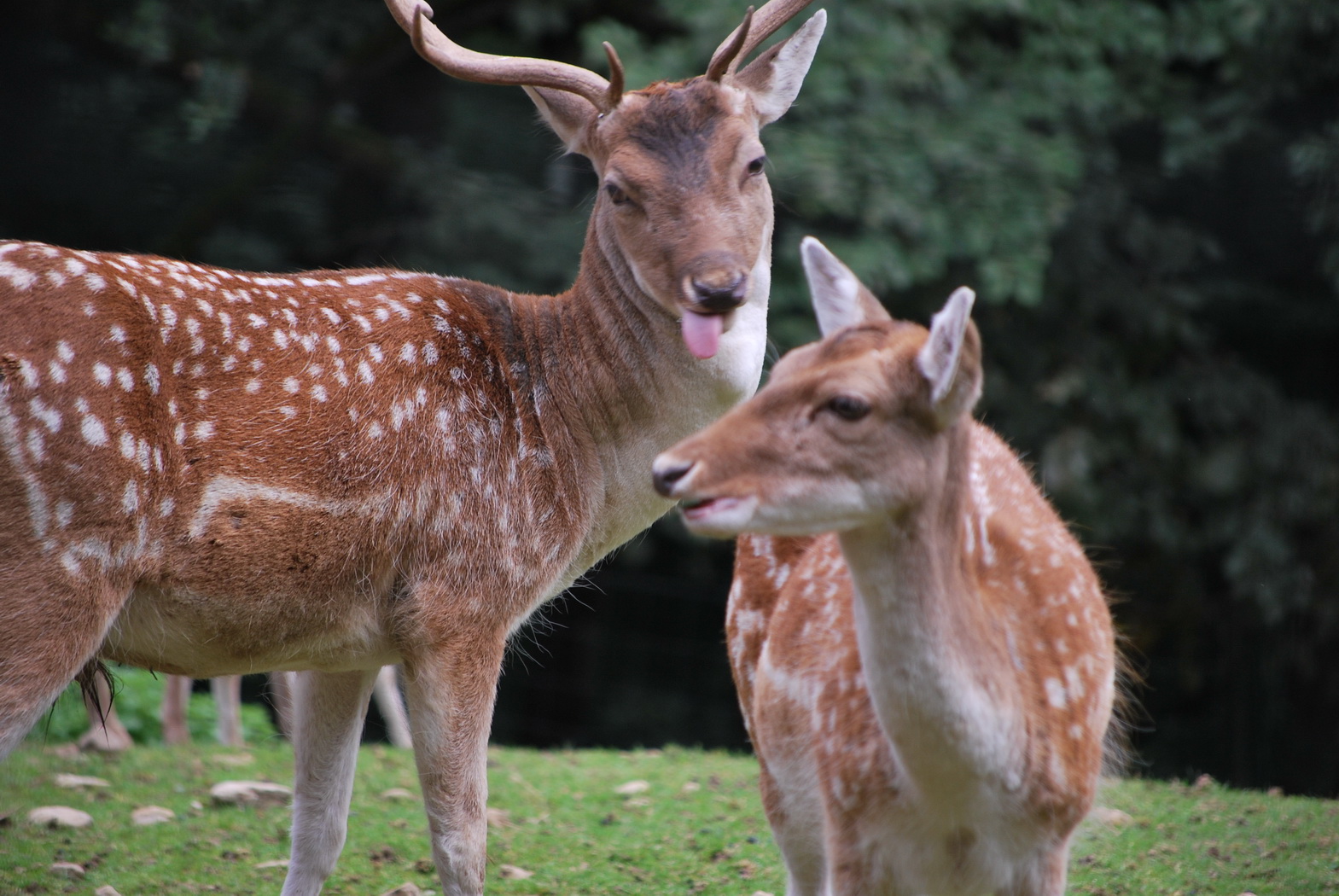 Fonds d'cran Animaux Cervids Biches