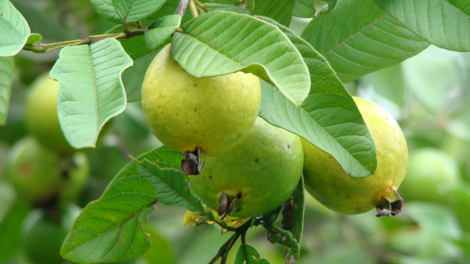 Wallpapers Nature Fruits Goyave Pays Guadeloupe